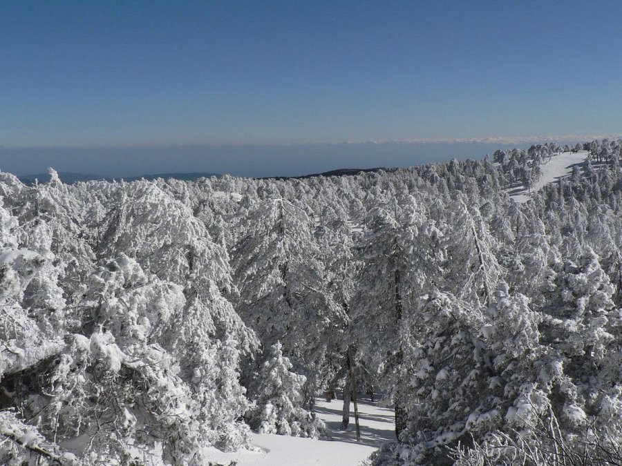 Prepare Your Home and Garden for Cyprus' Extreme Winter Cold 